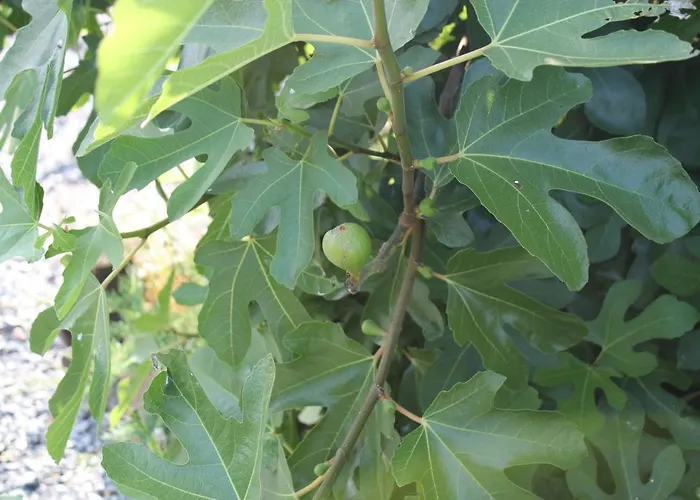 Дом отдыха La Prairie Vagabonde Сюрвиль